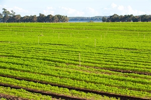 Clima e energia 2030, Agrinsieme: “Riconoscere le peculiarità  e il ruolo fondamentale dei settori agricolo e forestale”